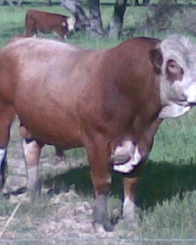 ForYouIKillTheBull