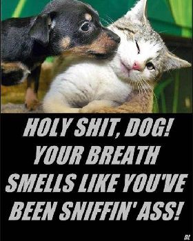 pussy