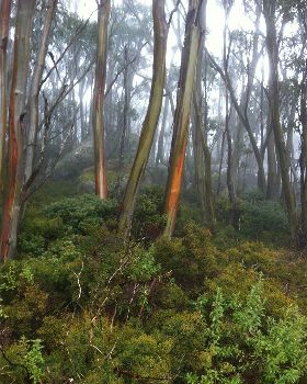 Snowgums Mt Baw Baw