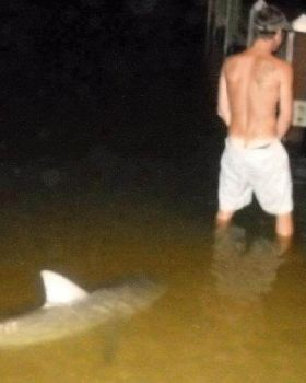 shark