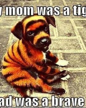 catdog
