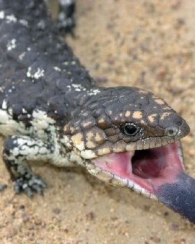 crocs down south