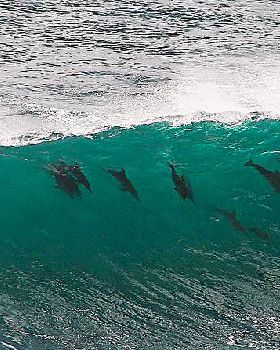 surfing-mag-dolphins-sharing-a-wave-windsurfing-magazine-forums-229658