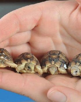 tortoise380593 438991409487912 894949841 n