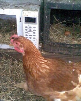 Chook (tv and microve)