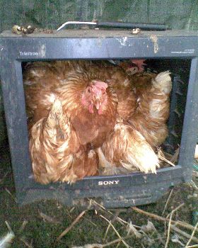 Chook (4 in TV)