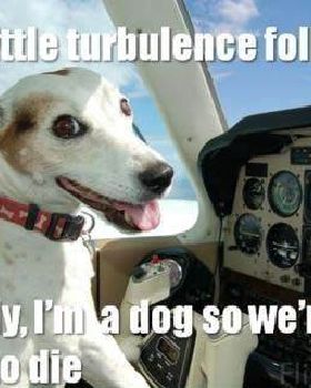 dog-flying-plane-turbulence