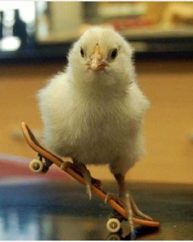 chck