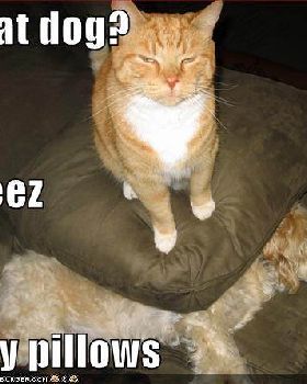 puss