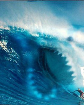 shark
