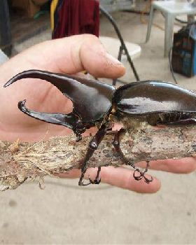 beetle