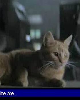 catsdfs
