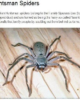 huntsman