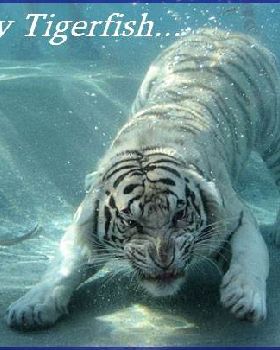 funny-angry-tiger-underwater