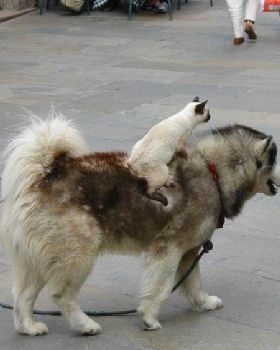 doggie