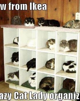 another silly cat photo