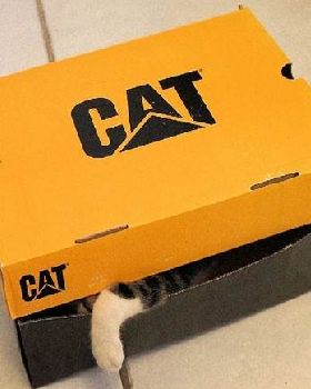 funny-cat-inside-box