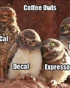 funny-owl-group-coffee
