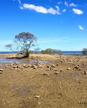 Sandstone Point low tide
