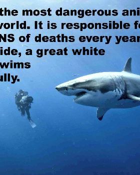 shark