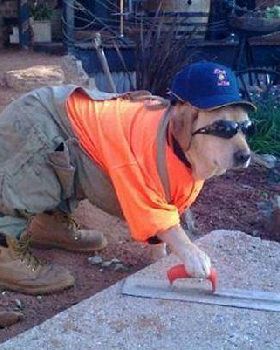 doggie