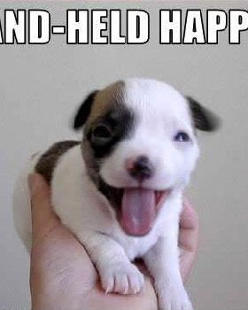 funny-cute-tiny-puppy-dog-smiling