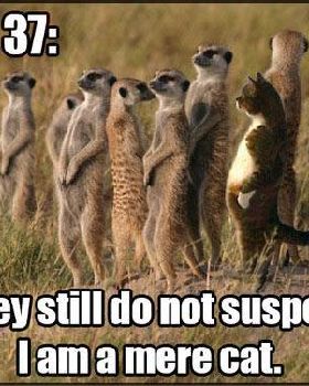funny-cat-infiltrated-suricate