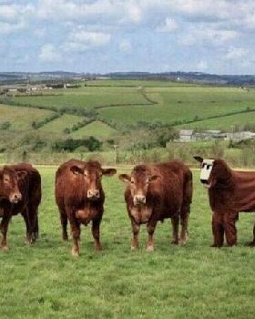funny-cow-Halloween-costume