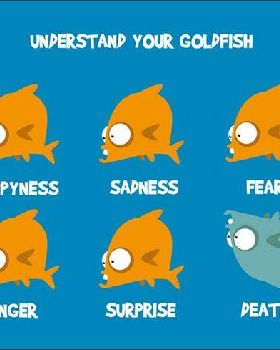 funny-goldfish-understanding-dead