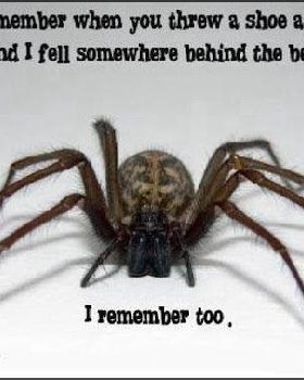 funny-scary-spider-creepy