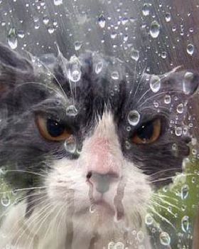 funny-angry-cat-wet-rain-outside