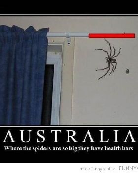funny-huge-spider-australia-health-bar-pics