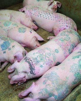 lots of pigs