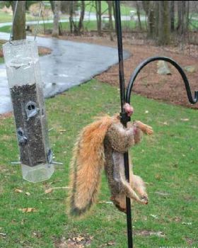 squirrel