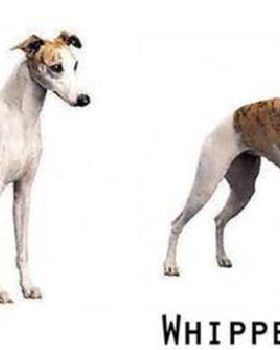 Whippet