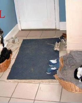 dogbasketfail
