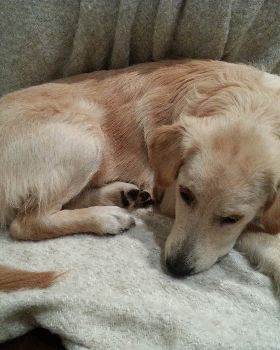 'Osso' (golden retriever) at 7 months