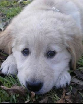 molly