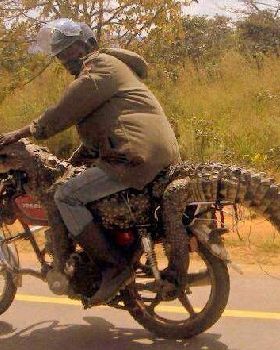 croc on bike