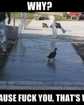 Duck Fuck U...