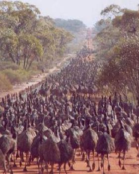 emus have bred up well