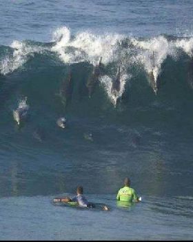 surf