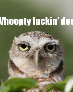 funny-bored-owl-face