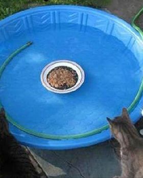 cats