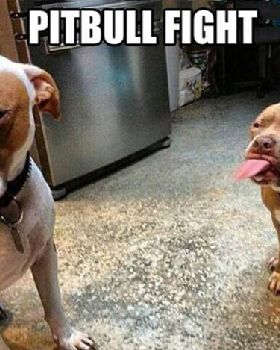 pitbull-fight