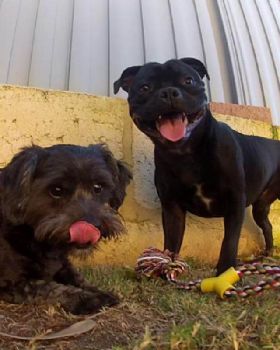 My pups