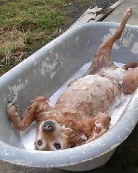 Amazing Hd Funny Dog Pictures ldsea Pak101(dot)com