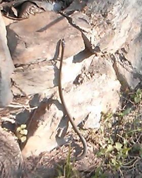 snake123