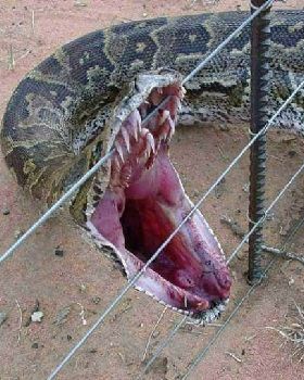 python