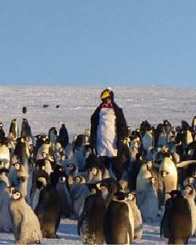 funny-penguin-suit-worker